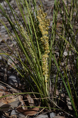 APII jpeg image of Lomandra confertifolia subsp. pallida  © contact APII