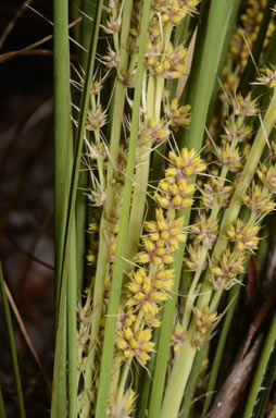 APII jpeg image of Lomandra confertifolia subsp. pallida  © contact APII