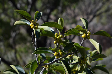 APII jpeg image of Ficus virens var. virens  © contact APII