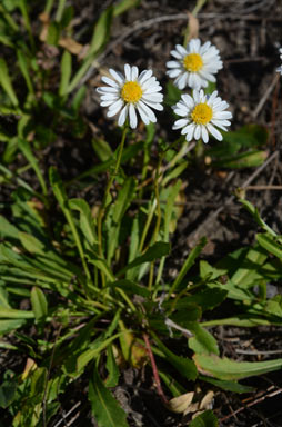 APII jpeg image of Calotis cuneata  © contact APII