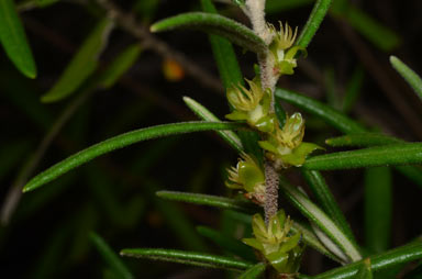 APII jpeg image of Bertya oleifolia  © contact APII