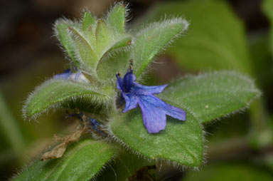 APII jpeg image of Ajuga australis  © contact APII