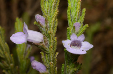 APII jpeg image of Chloanthes parviflora  © contact APII