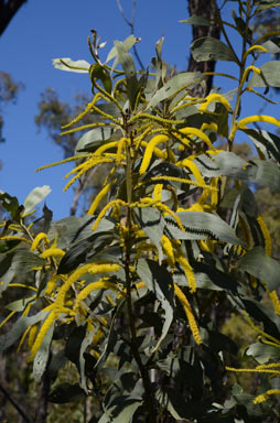 APII jpeg image of Acacia longispicata  © contact APII