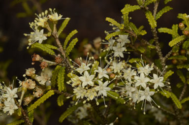 APII jpeg image of Phebalium glandulosum subsp. glandulosum  © contact APII