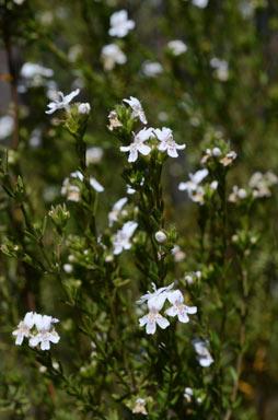 APII jpeg image of Westringia cheelii  © contact APII