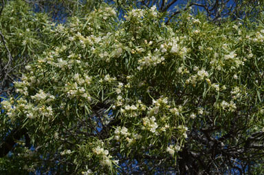 APII jpeg image of Eremophila mitchellii  © contact APII