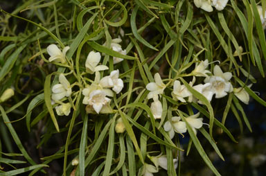 APII jpeg image of Eremophila mitchellii  © contact APII