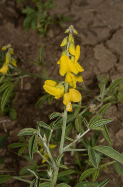 APII jpeg image of Crotalaria dissitiflora subsp. dissitiflora  © contact APII