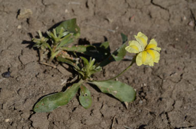 APII jpeg image of Goodenia fascicularis  © contact APII