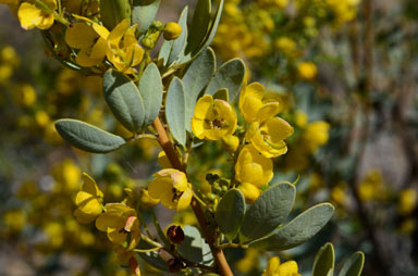 APII jpeg image of Senna artemisioides subsp. x coriacea  © contact APII
