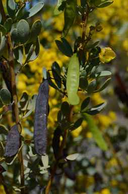 APII jpeg image of Senna artemisioides subsp. x coriacea  © contact APII