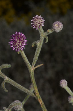 APII jpeg image of Pterocaulon sphacelatum  © contact APII