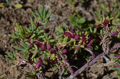 APII jpeg image of Neobassia proceriflora  © contact APII