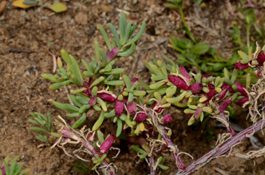 APII jpeg image of Neobassia proceriflora  © contact APII