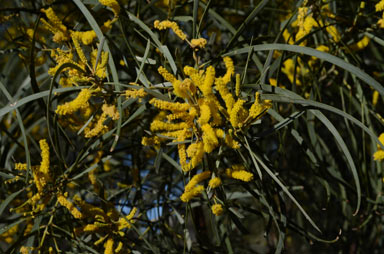 APII jpeg image of Acacia shirleyi  © contact APII