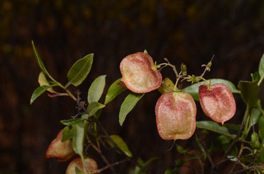 APII jpeg image of Dodonaea petiolaris  © contact APII