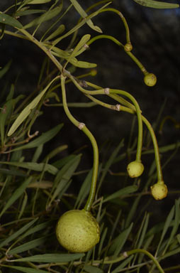 APII jpeg image of Capparis loranthifolia var. loranthifolia  © contact APII
