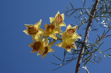 APII jpeg image of Pandorea doratoxylon  © contact APII