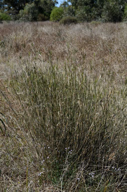 APII jpeg image of Leptochloa digitata  © contact APII