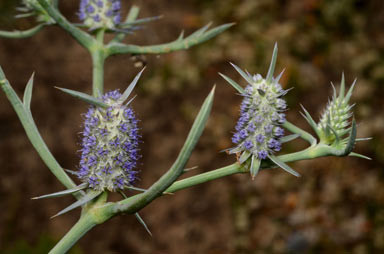 APII jpeg image of Eryngium plantagineum  © contact APII