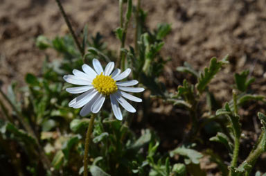 APII jpeg image of Brachyscome tetrapterocarpa  © contact APII