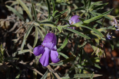 APII jpeg image of Eremophila gilesii subsp. gilesii  © contact APII