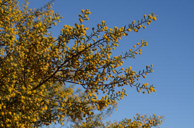 APII jpeg image of Acacia maitlandii  © contact APII