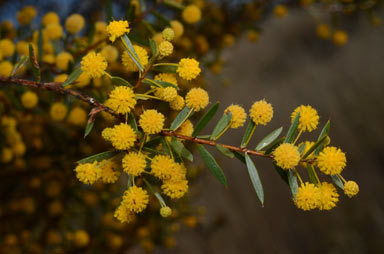 APII jpeg image of Acacia maitlandii  © contact APII