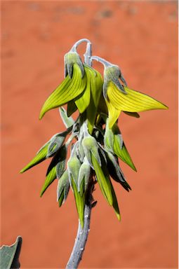 APII jpeg image of Crotalaria cunninghamii  © contact APII