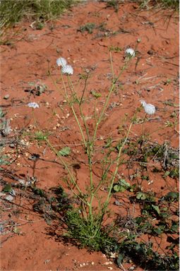 APII jpeg image of Trachymene glaucifolia  © contact APII