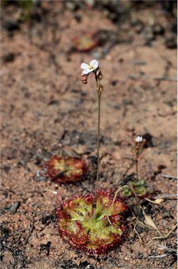 APII jpeg image of Drosera burmanni  © contact APII