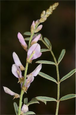 APII jpeg image of Indigofera psammophila  © contact APII