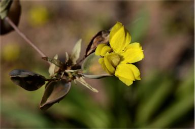 APII jpeg image of Velleia macrocalyx  © contact APII