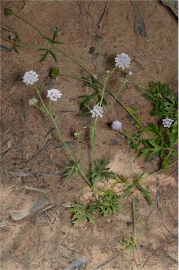 APII jpeg image of Trachymene cyanantha  © contact APII