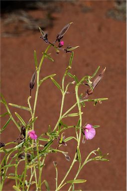 APII jpeg image of Isotropis wheeleri  © contact APII