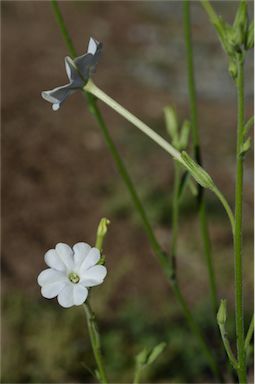 APII jpeg image of Nicotiana megalosiphon subsp. megalosiphon  © contact APII