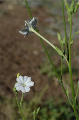 APII jpeg image of Nicotiana megalosiphon subsp. megalosiphon  © contact APII