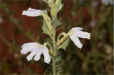 APII jpeg image of Scaevola parvibarbata  © contact APII