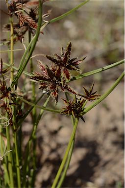 APII jpeg image of Cyperus gilesii  © contact APII