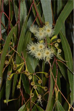 APII jpeg image of Eucalyptus ochrophloia  © contact APII