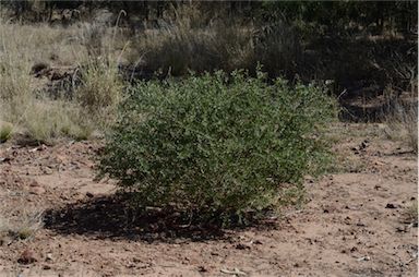 APII jpeg image of Eremophila maculata  © contact APII