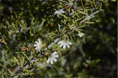 APII jpeg image of Scaevola spinescens  © contact APII