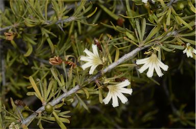 APII jpeg image of Scaevola spinescens  © contact APII