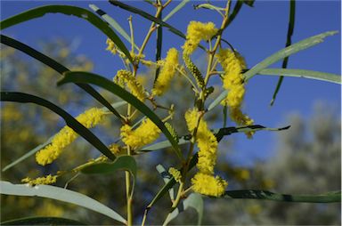 APII jpeg image of Acacia petraea  © contact APII