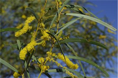 APII jpeg image of Acacia petraea  © contact APII