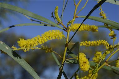 APII jpeg image of Acacia petraea  © contact APII