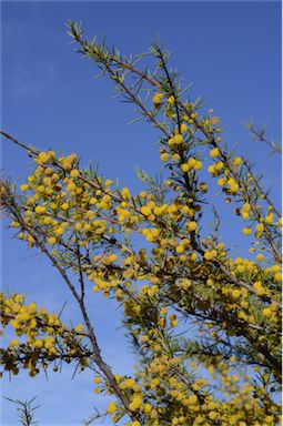 APII jpeg image of Acacia tetragonophylla  © contact APII