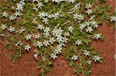 APII jpeg image of Lobelia darlingensis  © contact APII
