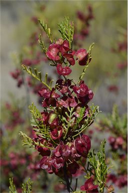 APII jpeg image of Dodonaea sinuolata subsp. acrodentata  © contact APII